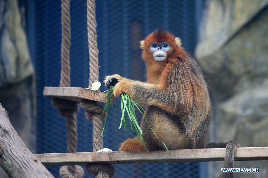 CHINA-CHONGQING-GOLDEN SNUB-NOSED MONKEY (CN)