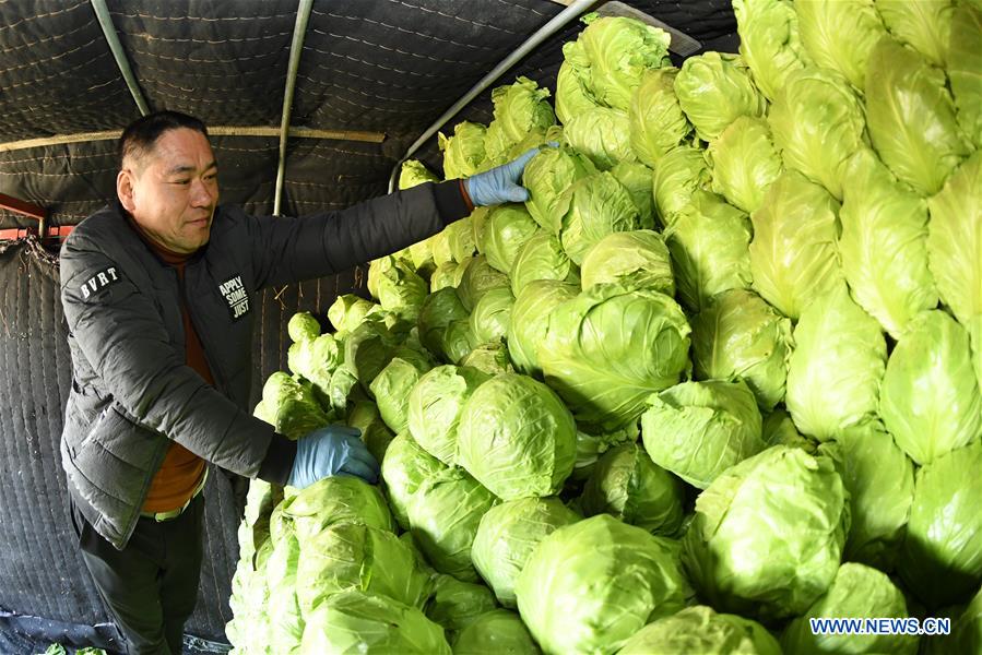 CHINA-HEBEI-LAOTING-VEGETABLES (CN)