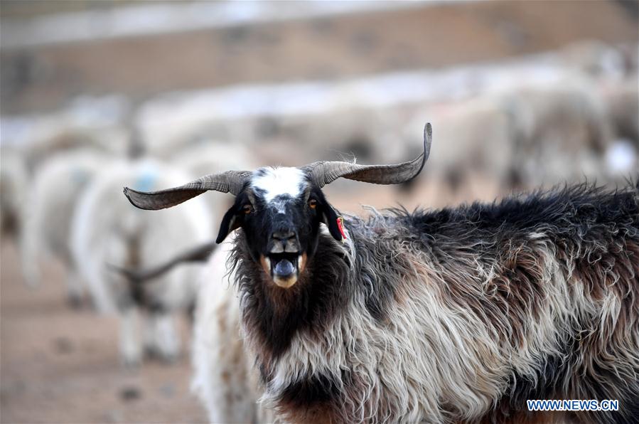 (InTibet) CHINA-TIBET-WINTER-HERDSMEN-LIFESTYLE (CN)