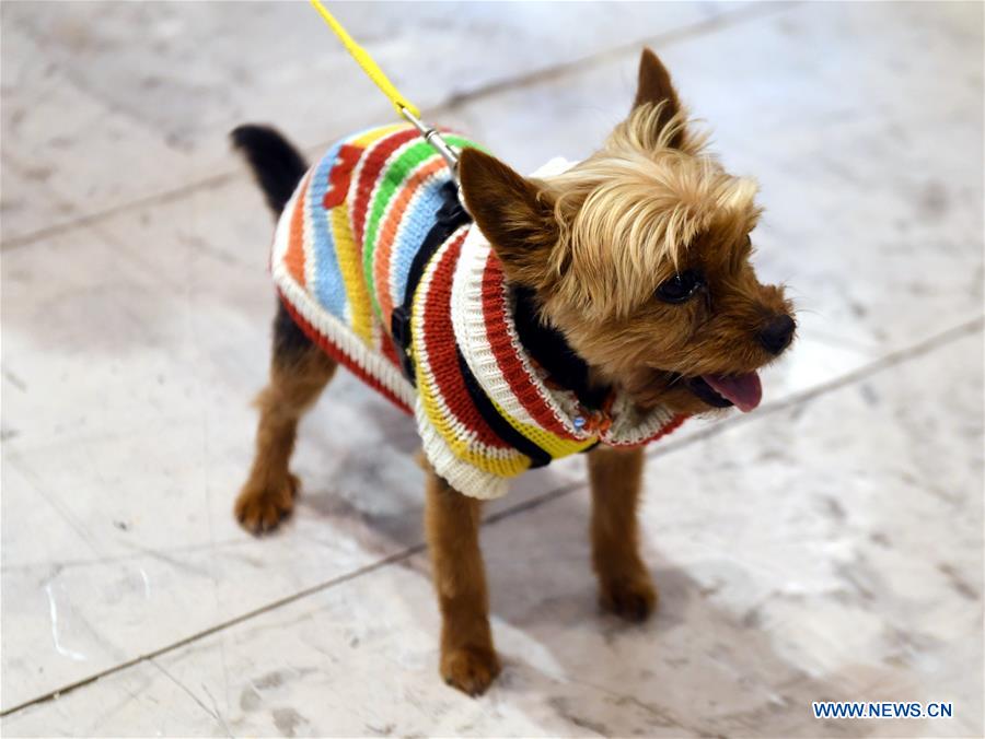 PORTUGAL-LISBON-PET SHOW