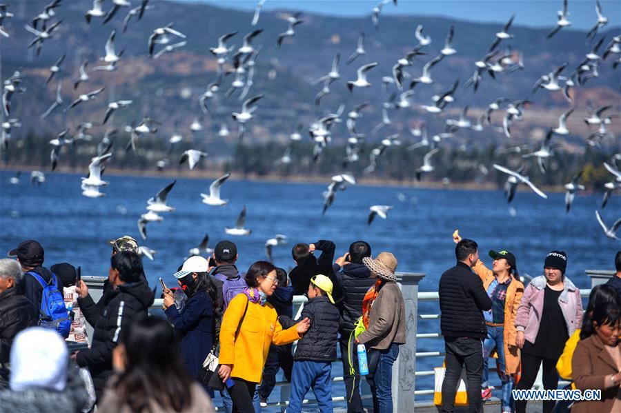 CHINA-KUNMING-SPRING FESTIVAL-BLACK-HEADED GULLS (CN)