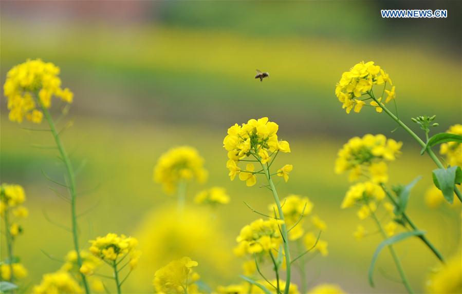 CHINA-GUIZHOU-COLE FLOWER-SCENERY (CN)