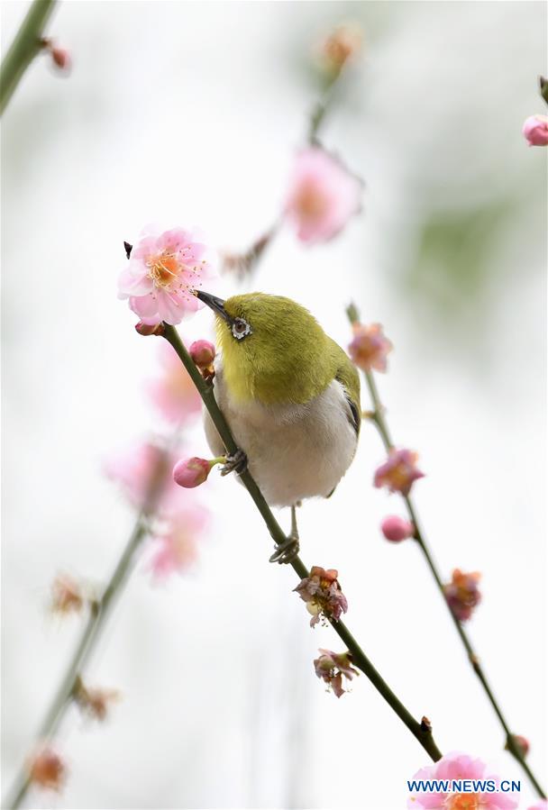 CHINA-FUJIAN-BIRD (CN)