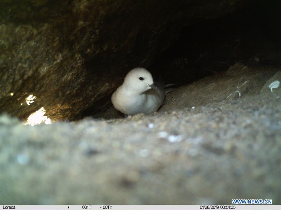 ANTARCTICA-CHINA-ZHONGSHAN STATION-SNOW PETREL