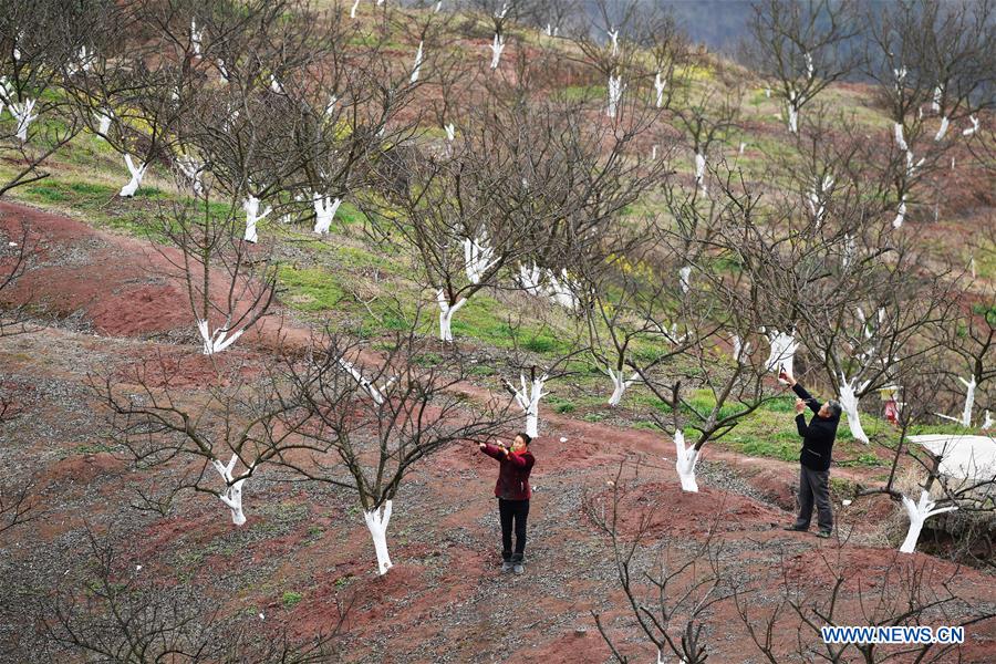 CHINA-CHONGQING-PLUM TREE (CN)