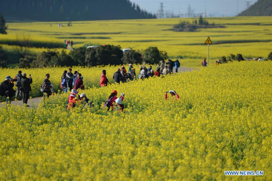 CHINA-YUNNAN-LUOPING-COLE FLOWERS (CN)