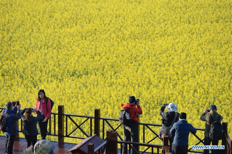 CHINA-YUNNAN-LUOPING-COLE FLOWERS (CN)