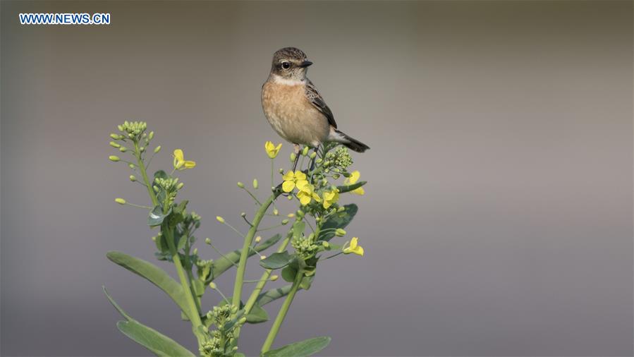 CHINA-FUJIAN-BIRDS (CN)