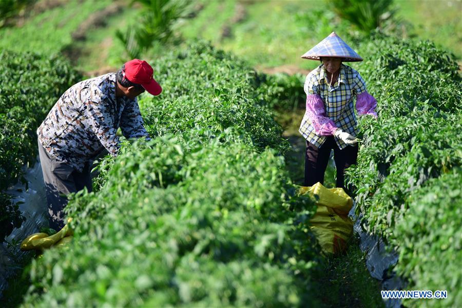 CHINA-EARLY SPRING-AGRICULTURE(CN)