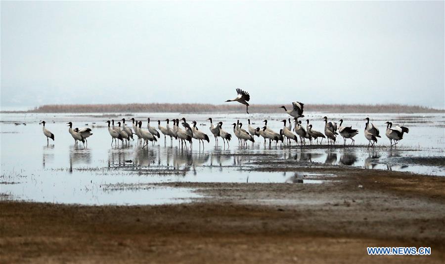 #CHINA-GUIZHOU-WEINING-BLACK-NECKED CRANES (CN)