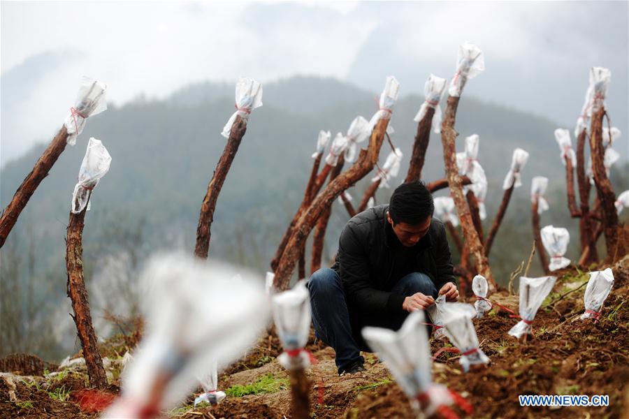 #CHINA-EARLY SPRING-AGRICULTURE (CN) 