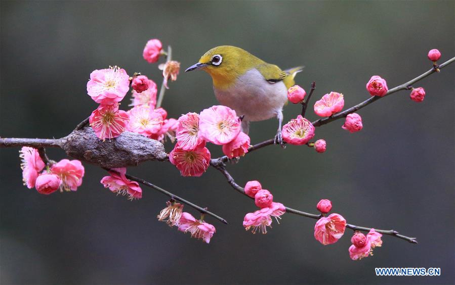 #CHINA-HUNAN-HENGYANG-BIRD-PLUM BLOSSOM (CN)