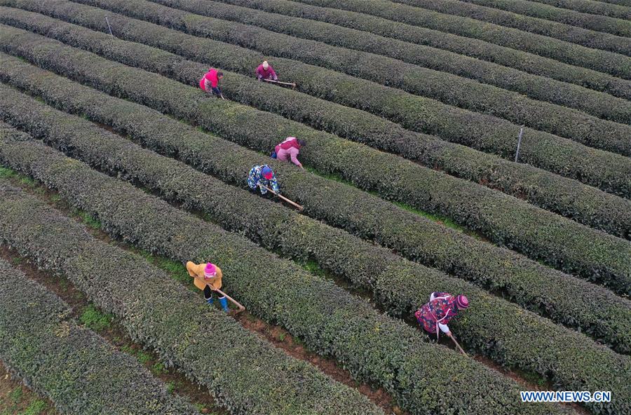 #CHINA-GUIZHOU-SHIQIAN-TEA GARDEN (CN)