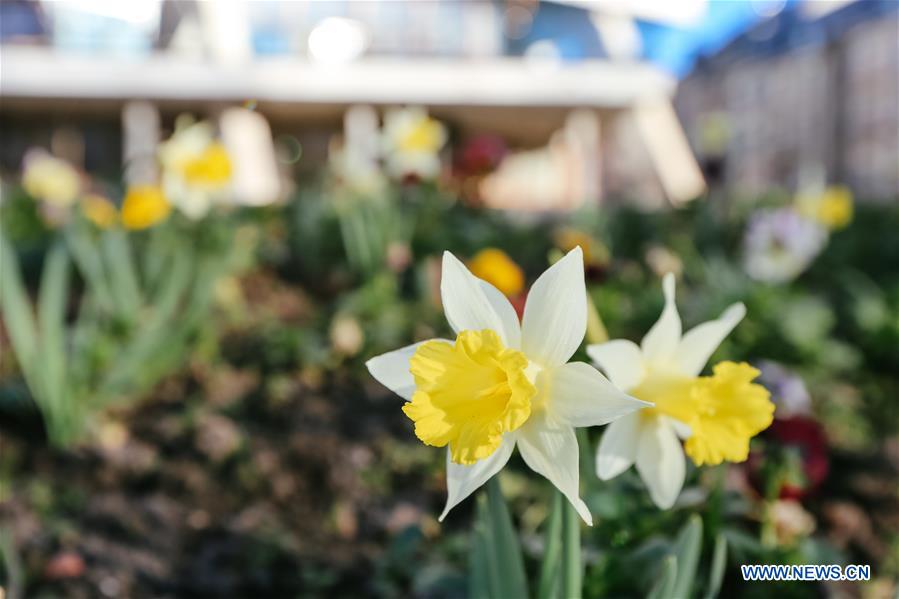 BELGIUM-BRUSSELS-NARCISSUS-BLOOM