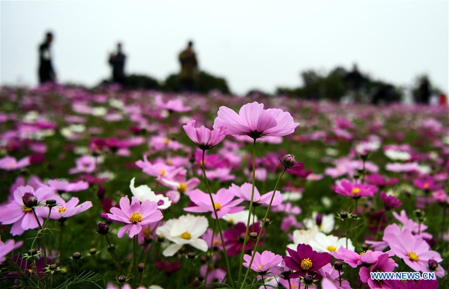 CHINA-GUANGXI-GESANG FLOWERS (CN)