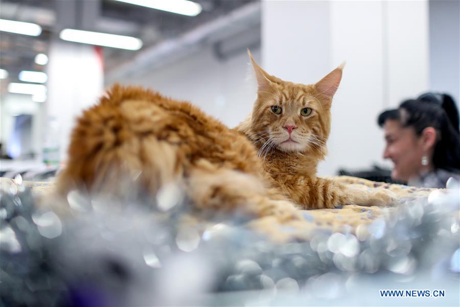 CROATIA-ZAGREB-INTERNATIONAL CAT EXHIBITION