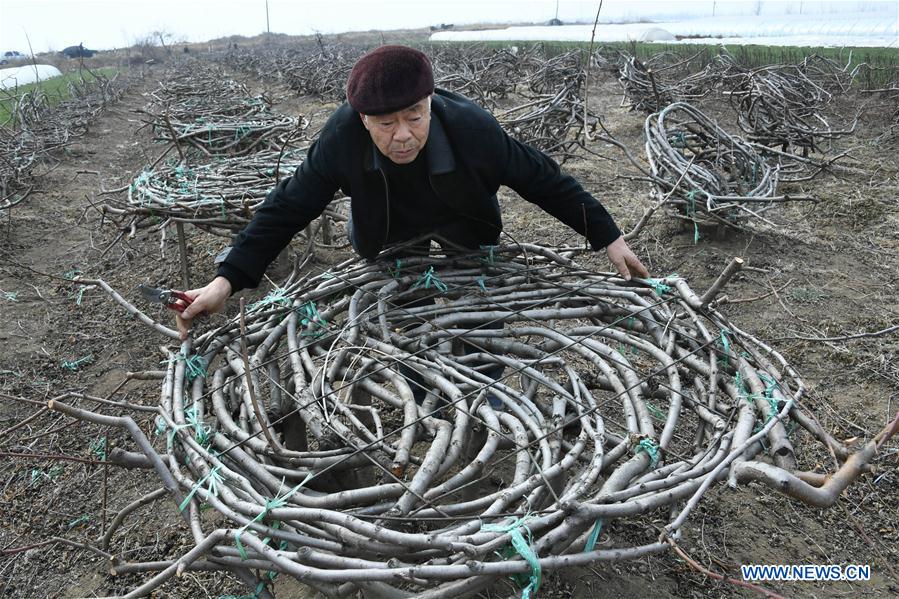 CHINA-SHANDONG-PEACH TREE-FURNITURE (CN)