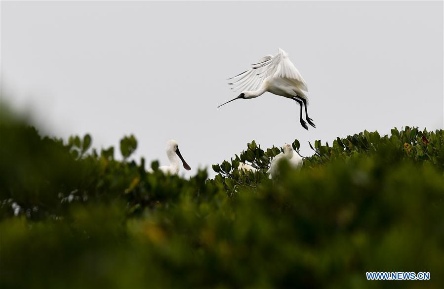 CHINA-HAINAN-SPRING-SPOONBILLS (CN)