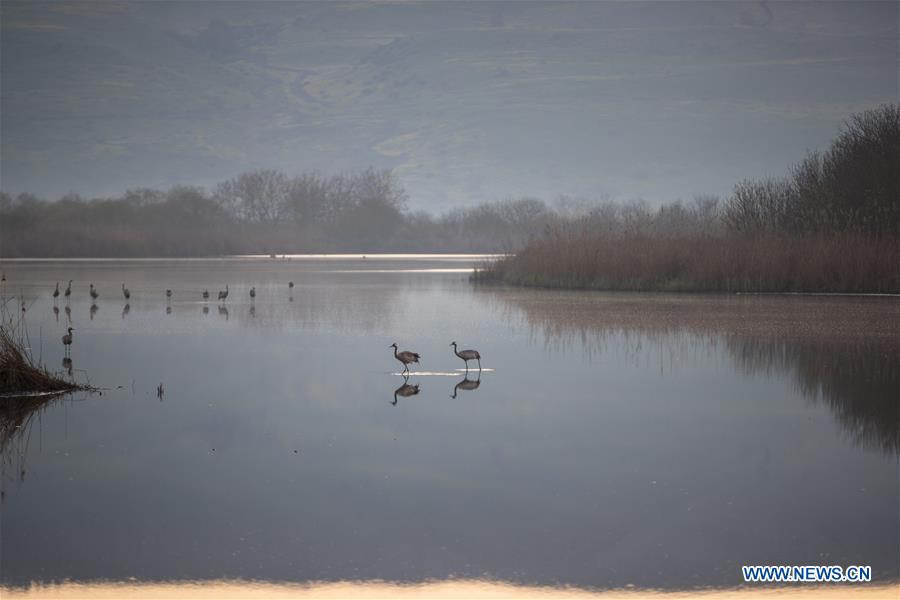 ISRAEL-HULA VALLEY-BIRD-MIGRATION