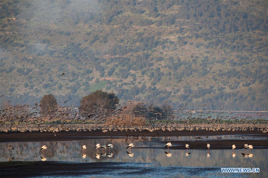 ISRAEL-HULA VALLEY-BIRD-MIGRATION