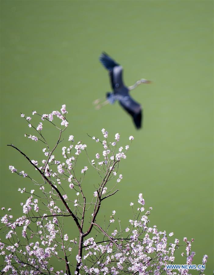 #CHINA-SHANXI-PINGLU-HERON (CN)