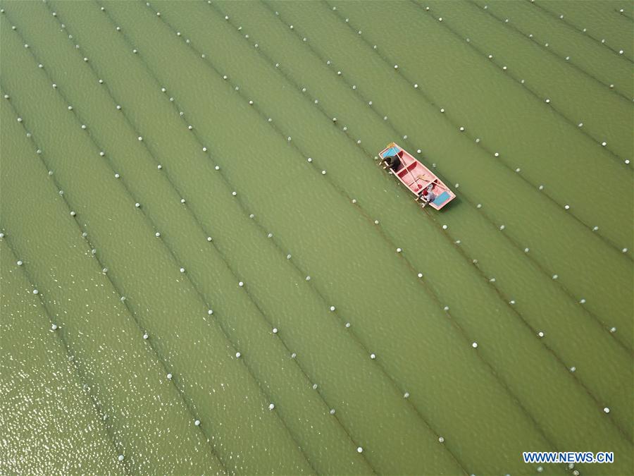 #CHINA-SPRING-FARM WORK (CN)