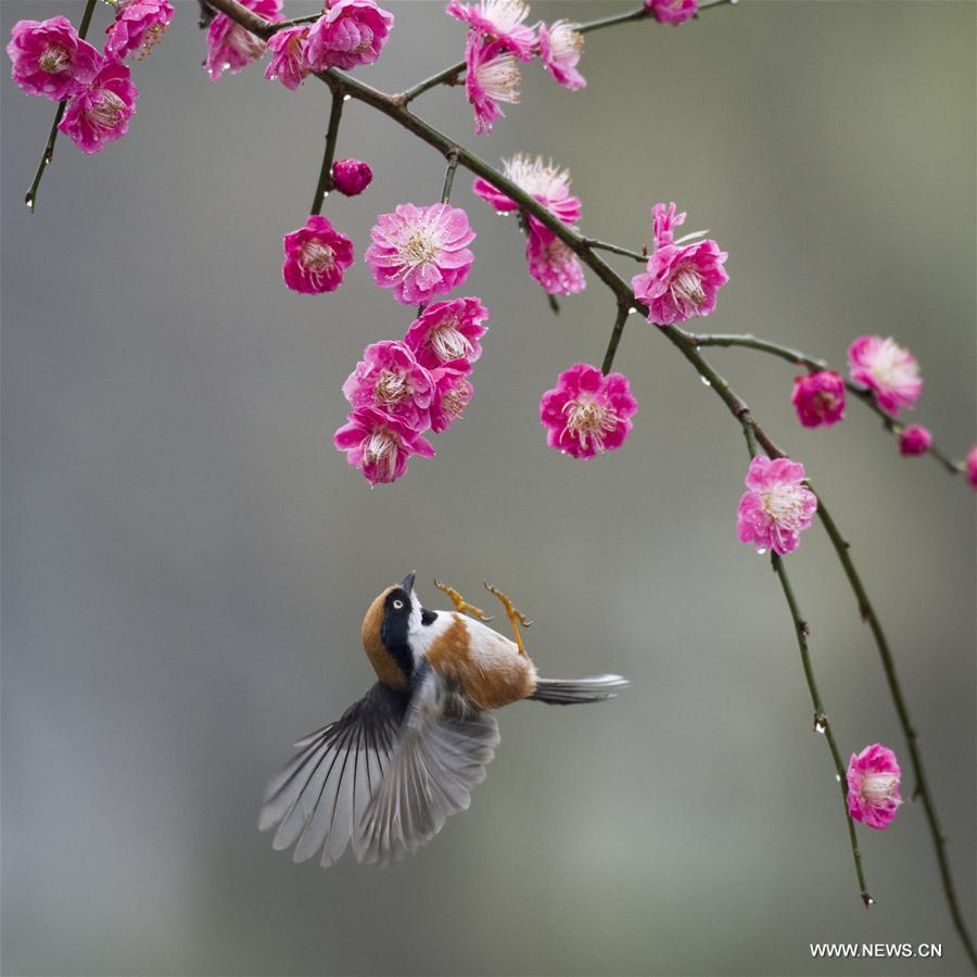 #CHINA-WUXI-PLUM BLOSSOM (CN)