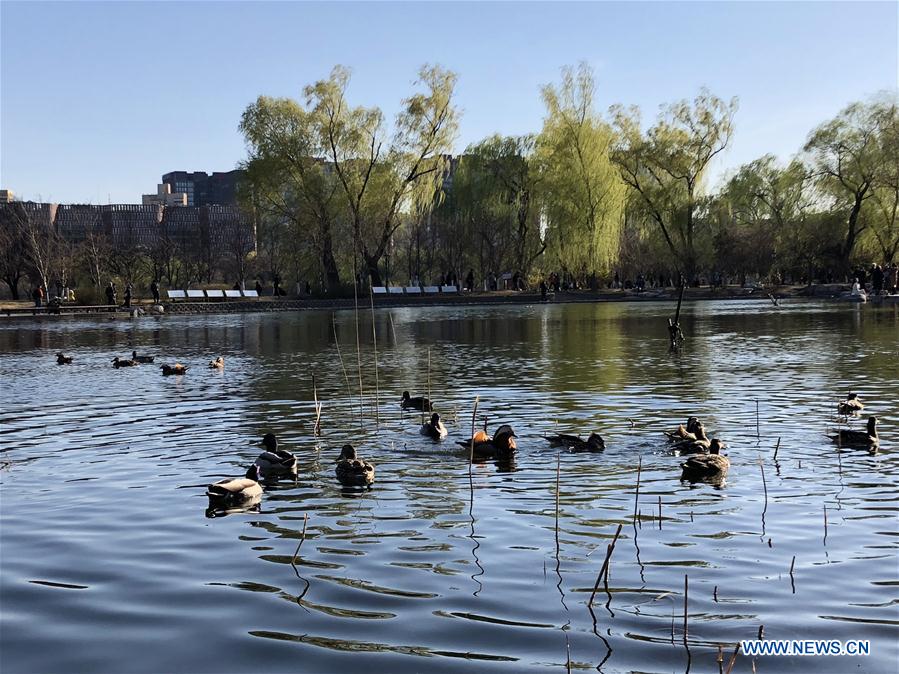 (BeijingCandid) CHINA-BEIJING-SPRING(CN)