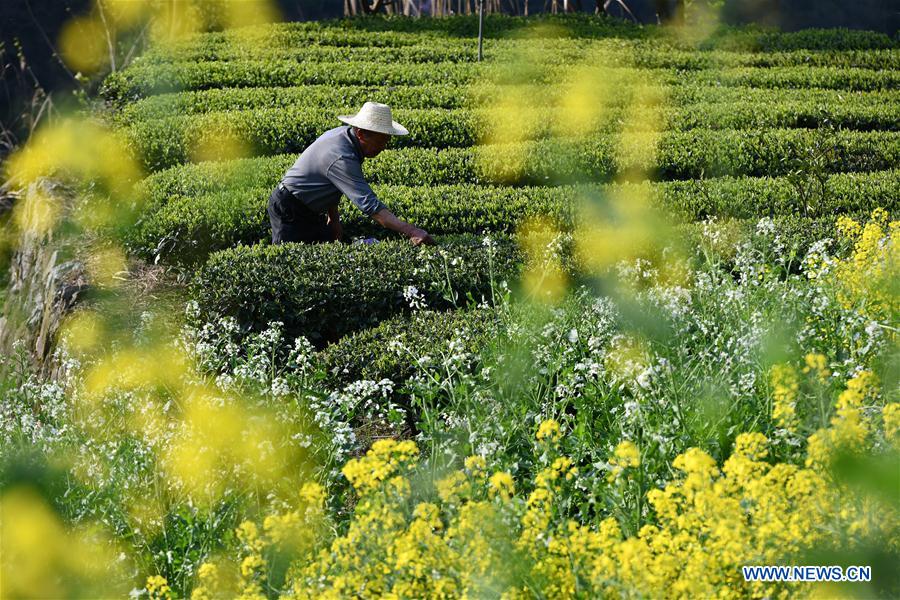 #CHINA-SPRING-FARM WORK (CN)