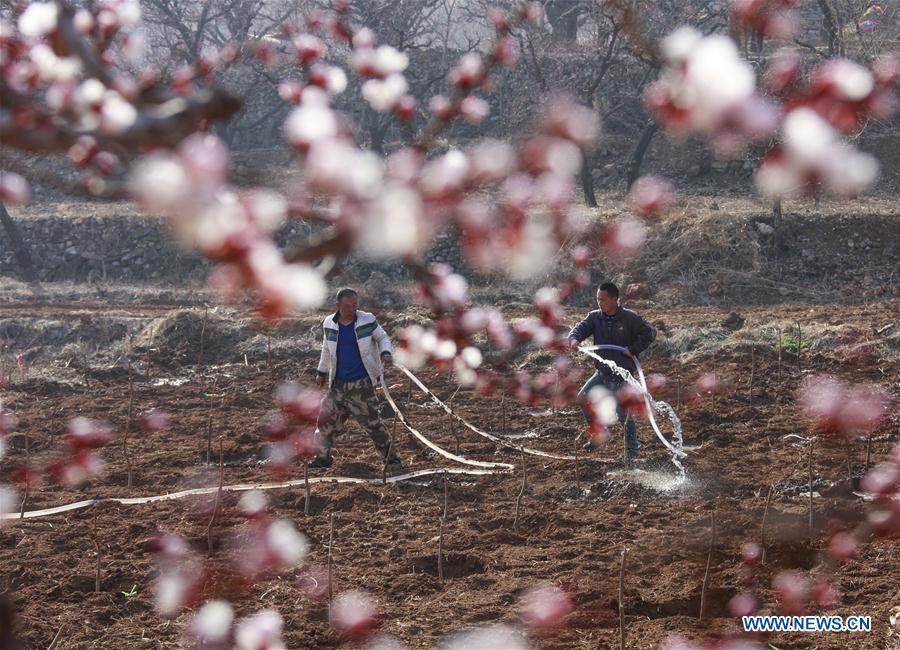 #CHINA-SPRING-FARM WORK (CN)