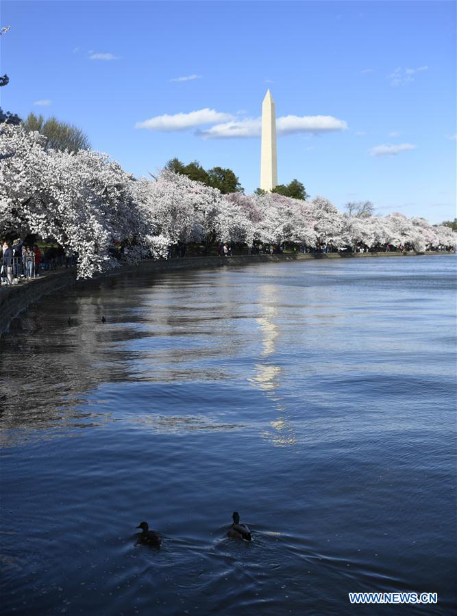 U.S.-WASHINGTON D.C.-CHERRY BLOSSOM