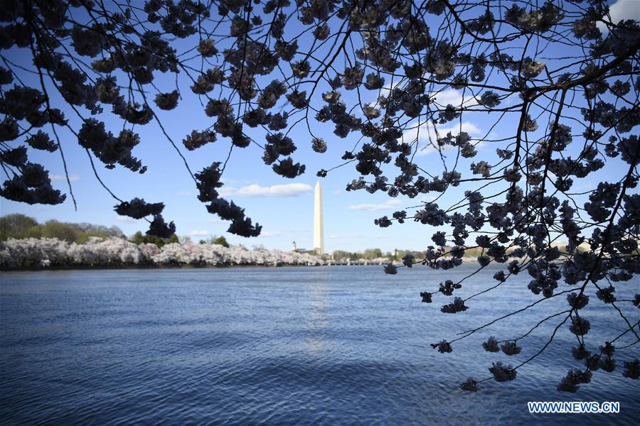 U.S.-WASHINGTON D.C.-CHERRY BLOSSOM