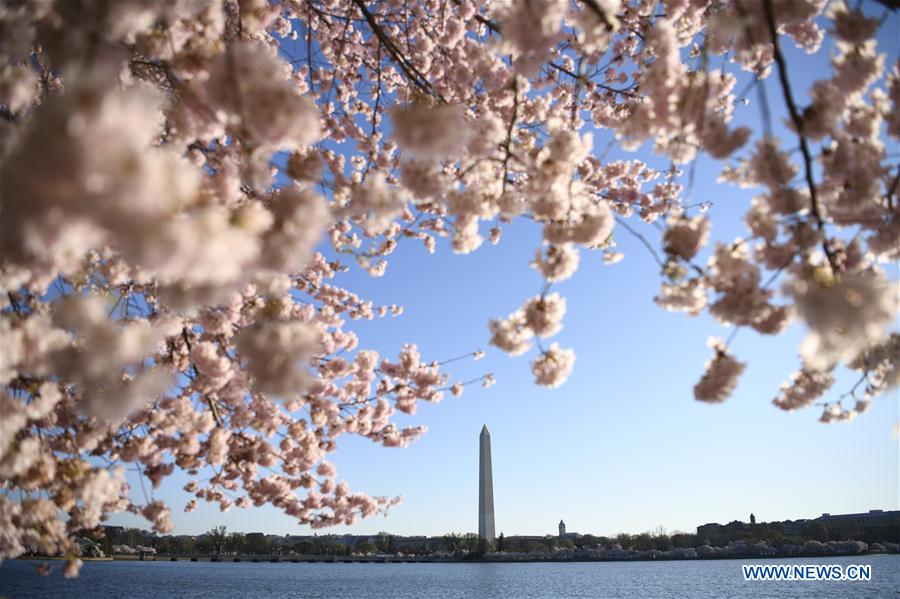 U.S.-WASHINGTON D.C.-CHERRY BLOSSOM