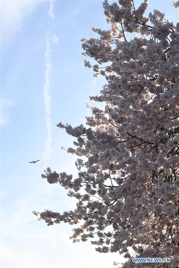 U.S.-WASHINGTON D.C.-CHERRY BLOSSOM