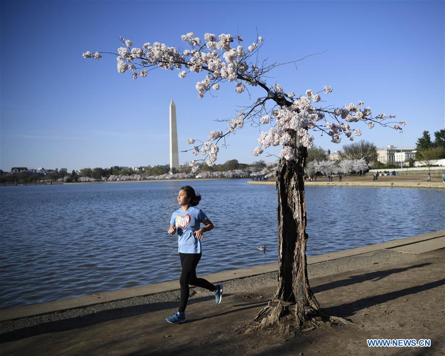 U.S.-WASHINGTON D.C.-CHERRY BLOSSOM