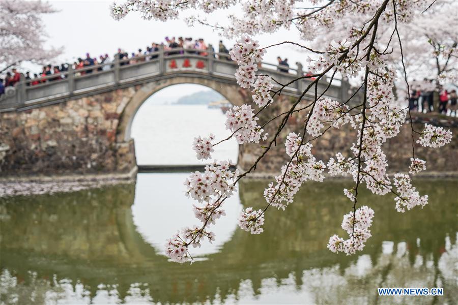 CHINA-JIANGSU-WUXI-CHERRY BLOSSOMS (CN)