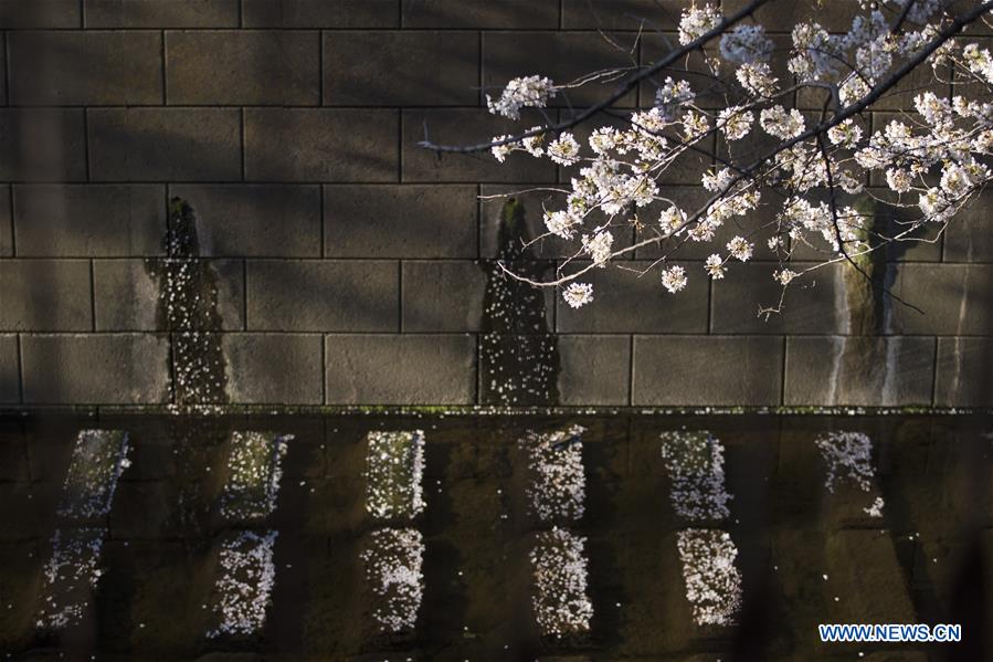 JAPAN-TOKYO-MEGURO RIVER-CHERRY BLOSSOM