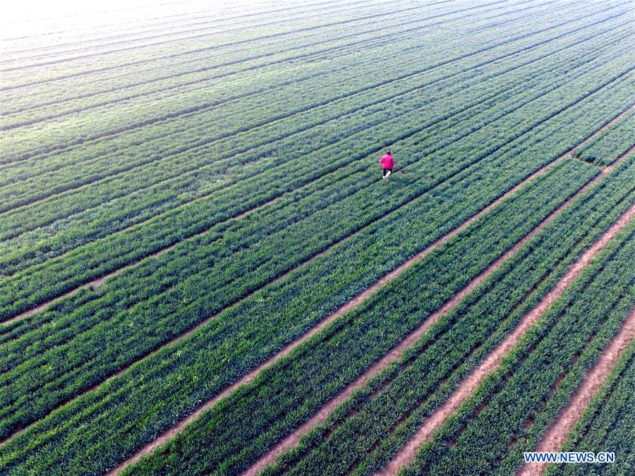 #CHINA-SPRING-FARM WORK (CN)