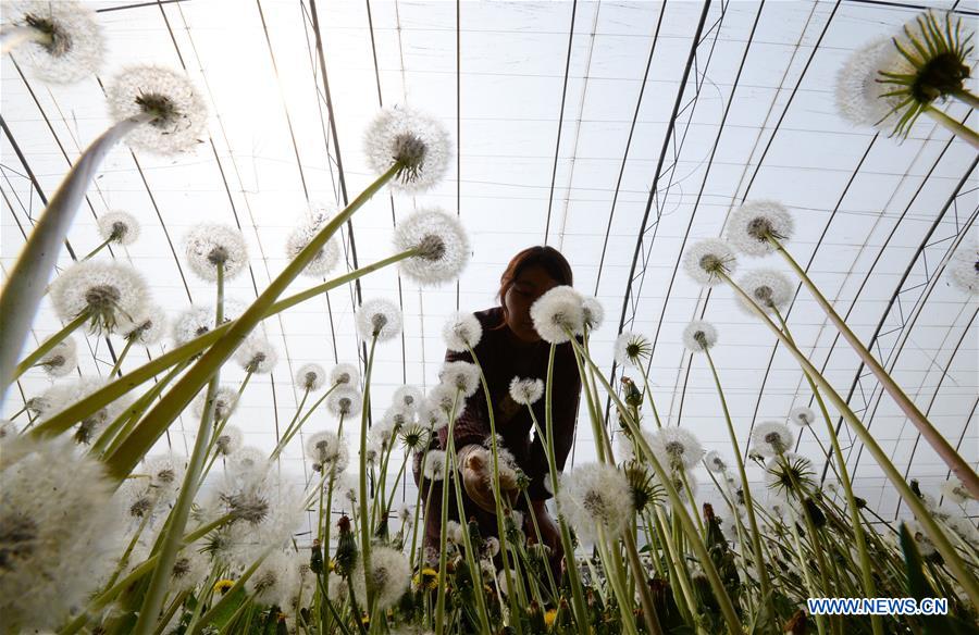 #CHINA-SPRING-FARM WORK (CN)