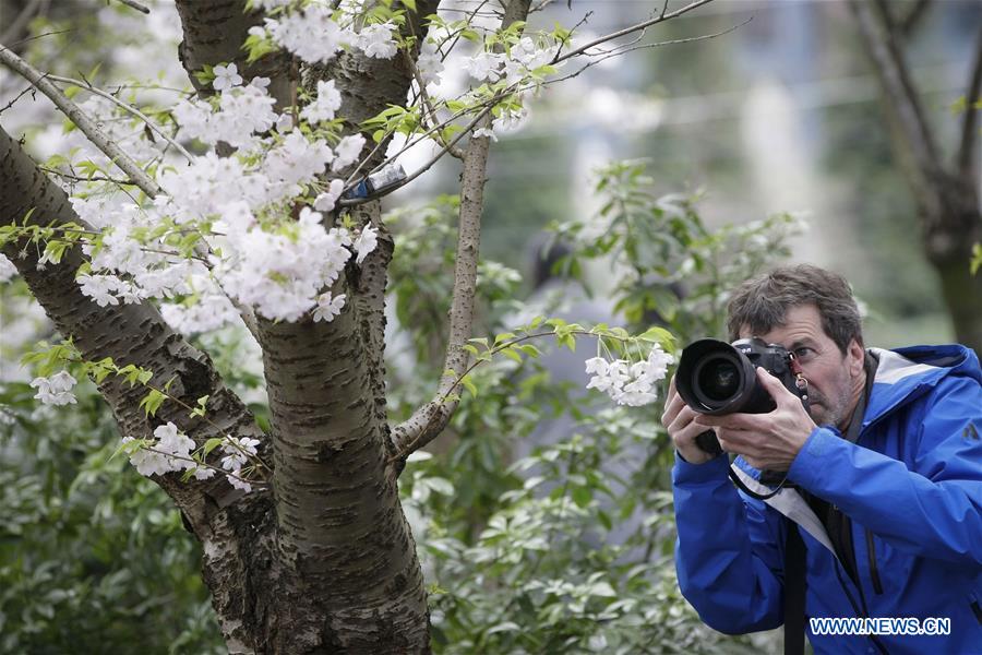 CANADA-VANCOUVER-CHERRY BLOSSOM FESTIVAL