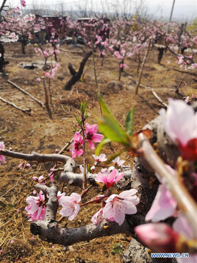 (BeijingCandid) CHINA-BEIJING-SPRING-SCENERY (CN)