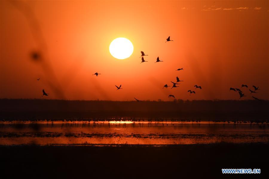 CHINA-JILIN-NATURE RESERVE-MIGRANT BIRDS (CN)