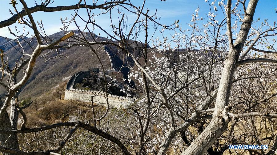 (BeijingCandid)CHINA-BEIJING-GREAT WALL-SPRING SCENERY (CN)