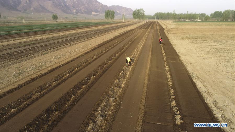 #CHINA-AGRICULTURE-FARM WORK (CN)