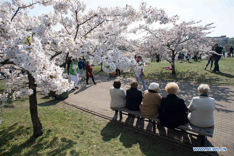 LITHUANIA-VILNIUS-CHERRY BLOSSOMS