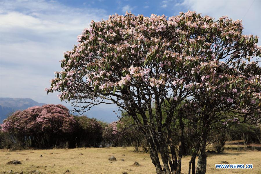 CHINA-SICHUAN-YANBIAN-RHODODENDRON (CN)