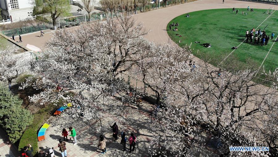 CHINA-HARBIN-APRICOT FLOWERS (CN)