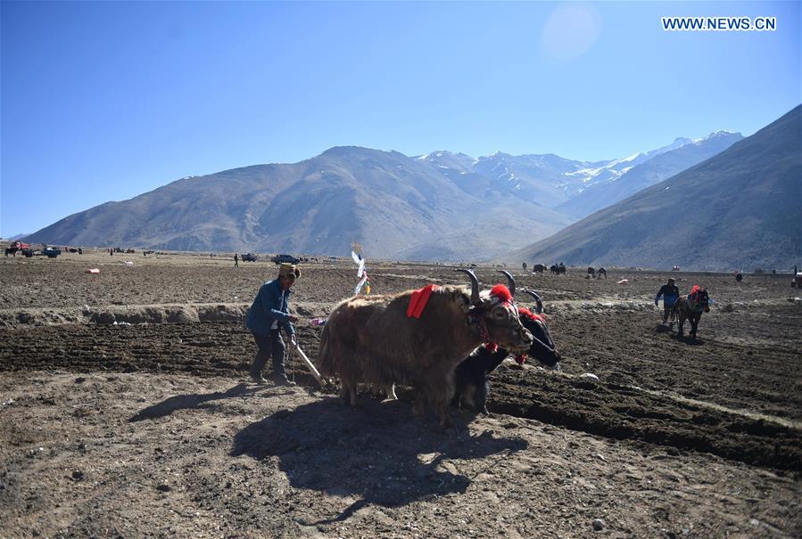 CHINA-TIBET-XIGAZE-FARMING (CN)