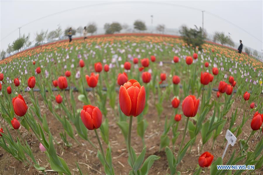 CHINA-HEIBEI-TULIP (CN)