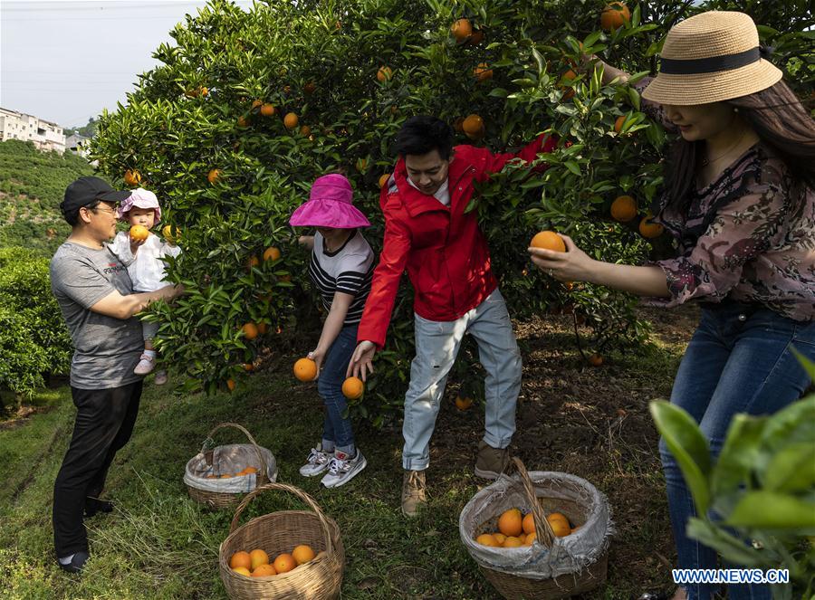 #CHINA-HUBEI-YICHANG-FRUIT-PLANTING (CN)